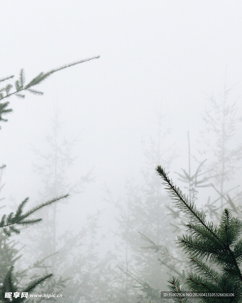 雾中植物自然静谧之景