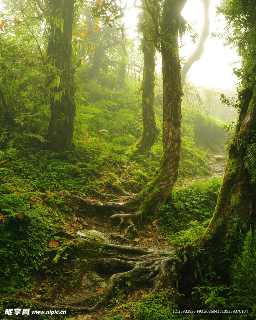 迷雾中的幽森林间小径