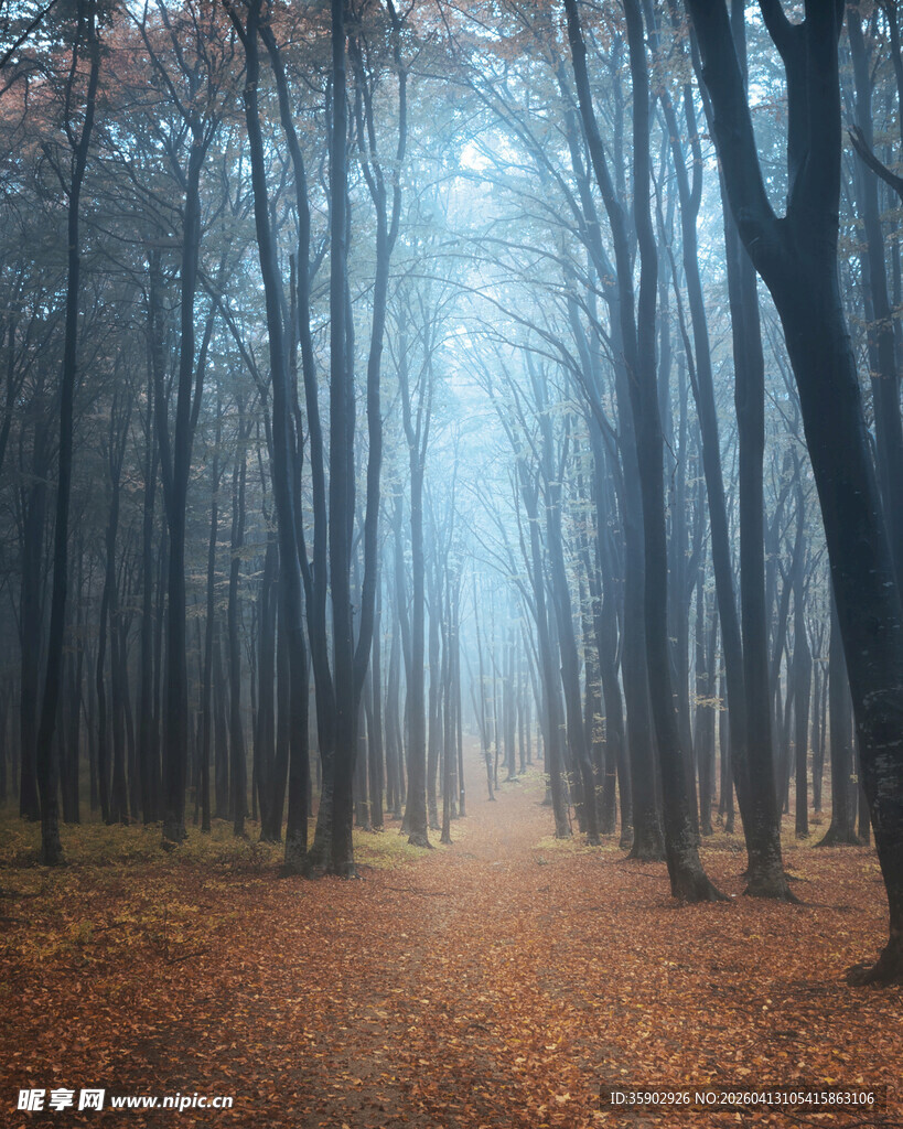 迷雾森林中的落叶小径