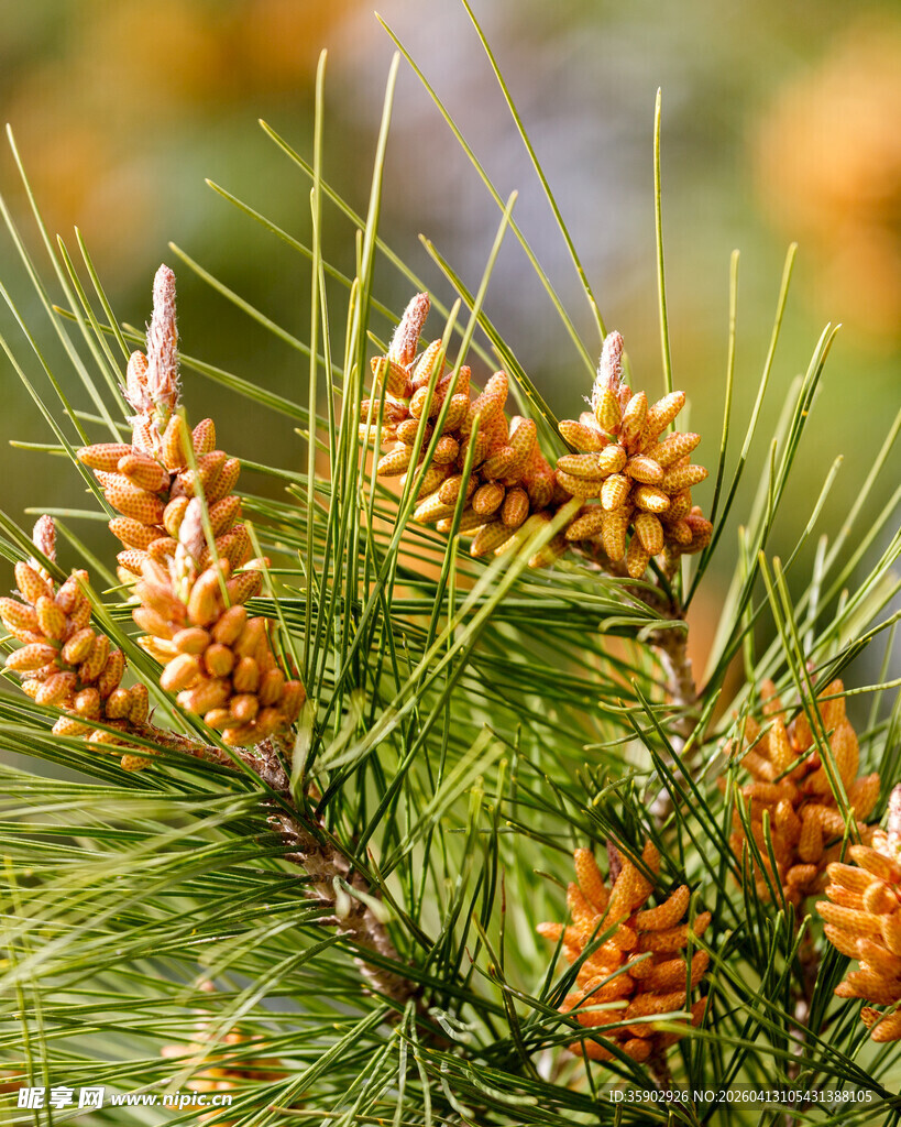 松树枝头的橙黄松果