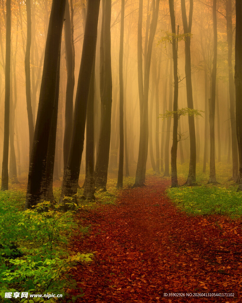 秋日森林中的红径美景