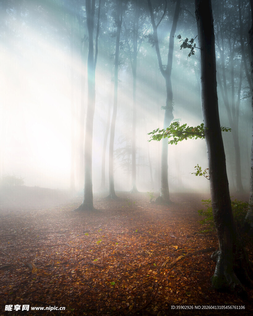 迷雾森林中的生机景象