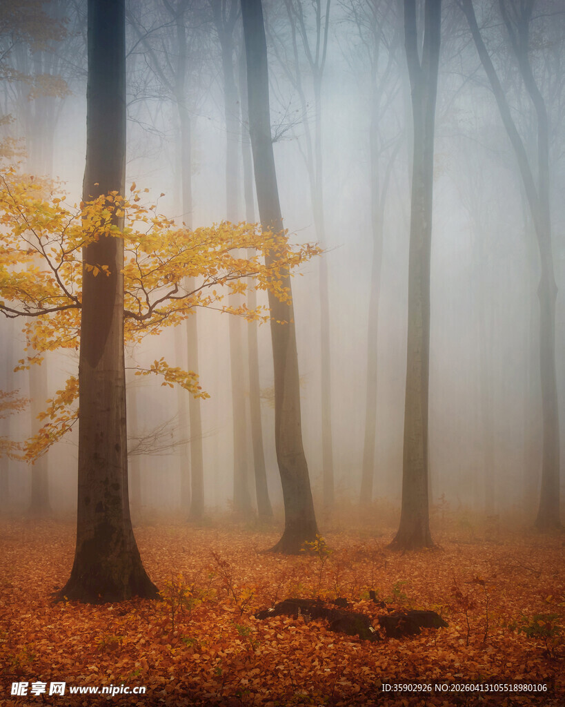 雾中秋日森林的静谧美景
