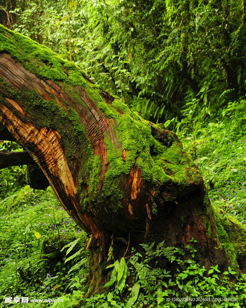 森林中长满青苔的枯木