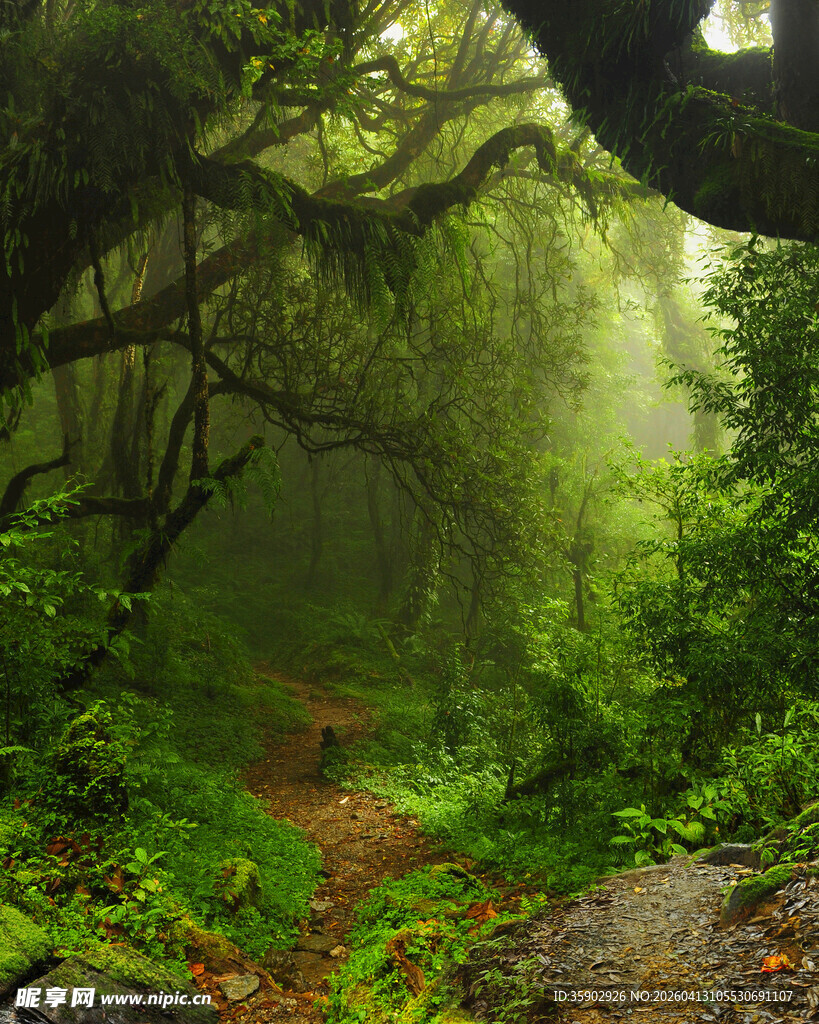 迷雾中的神秘森林小径