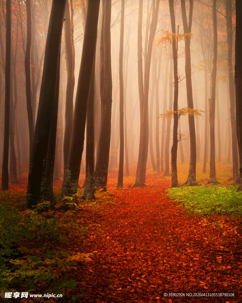 秋日迷雾森林中的红径