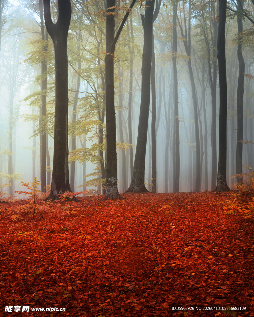 雾中红叶林静谧秋景