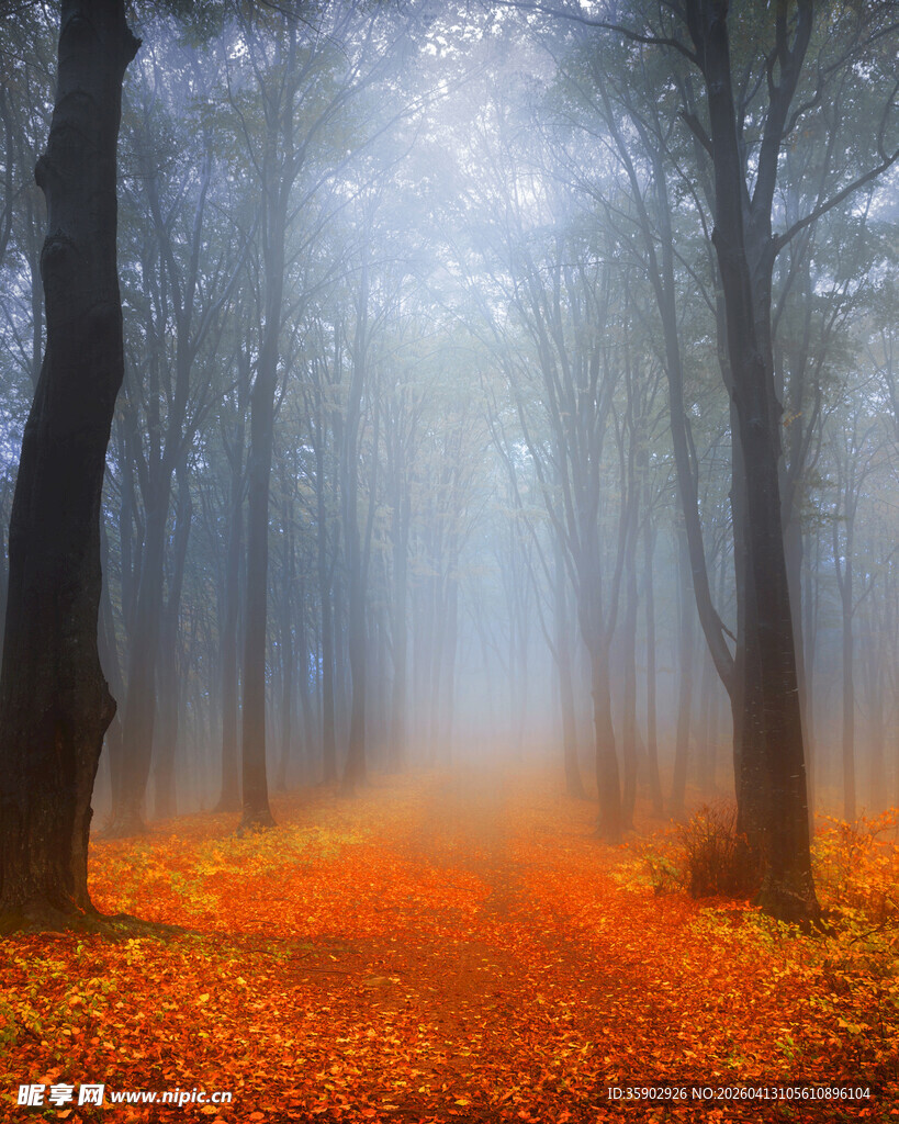雾中秋日森林的梦幻景象