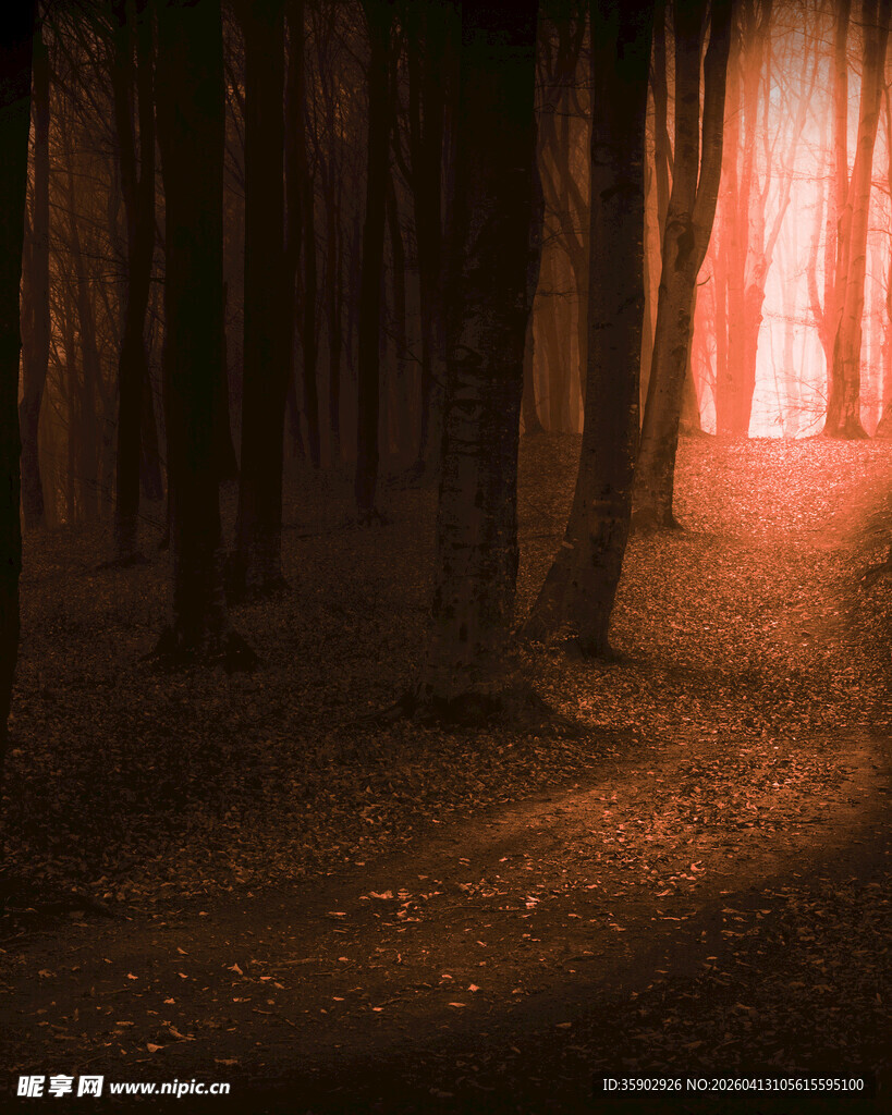 神秘幽林尽头的微光