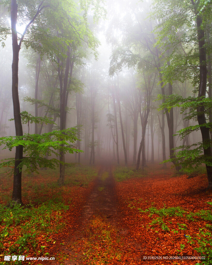 雾中红叶林的静谧小径