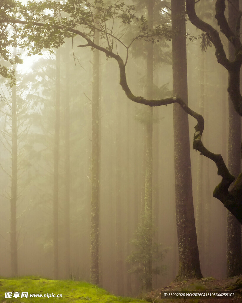 迷雾森林中的静谧景象