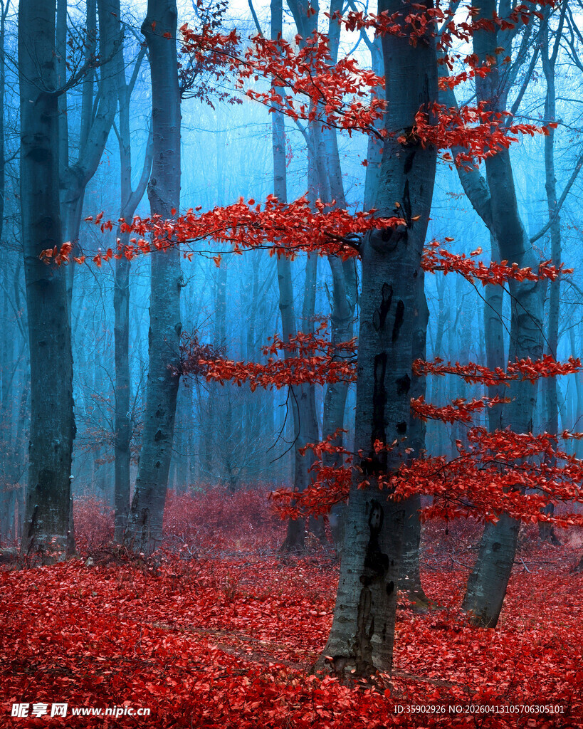 红叶森林中的梦幻景致