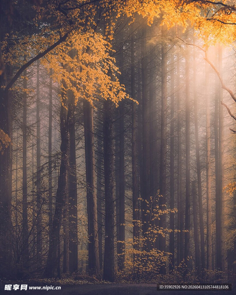 秋日迷雾森林阳光美景