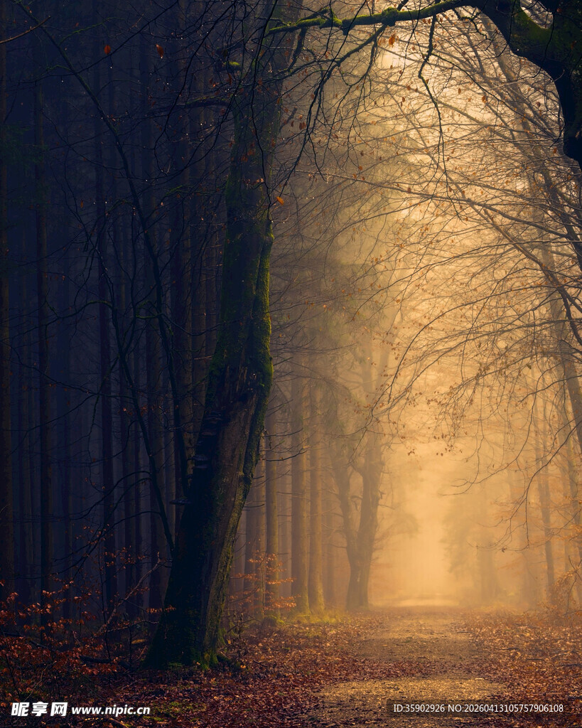 迷雾森林中的神秘光影