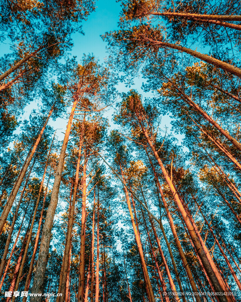 仰望挺拔的松树林