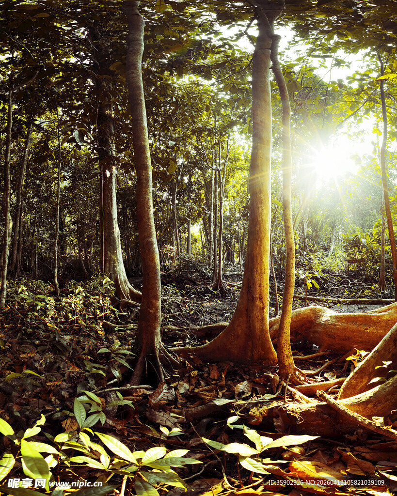 阳光穿透森林的静谧景象