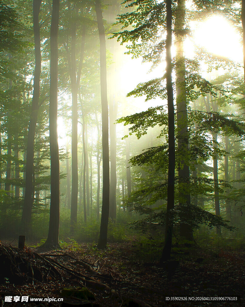 阳光穿透森林的静谧美景