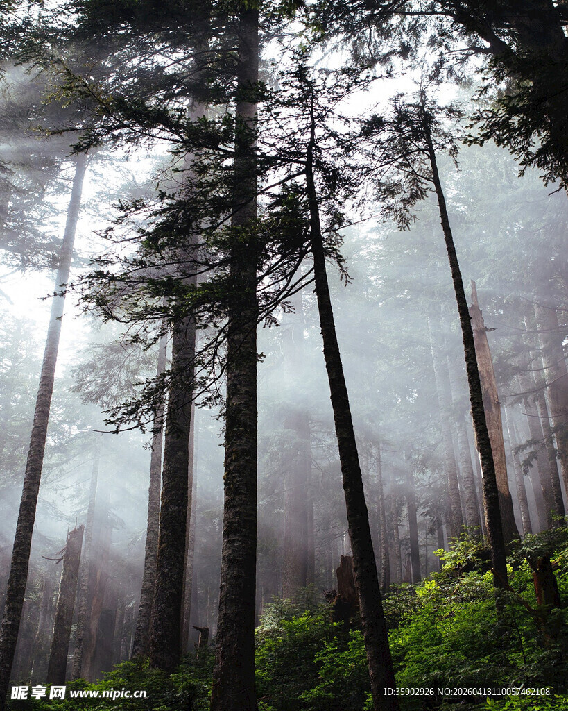 迷雾森林中的挺拔树木