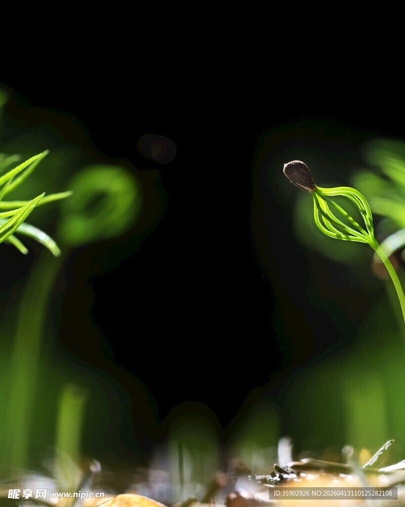 嫩绿幼苗破土而出