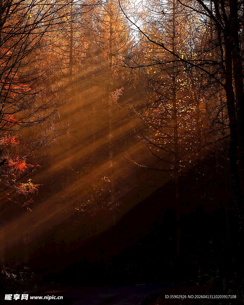林间晨光洒下的静谧美景