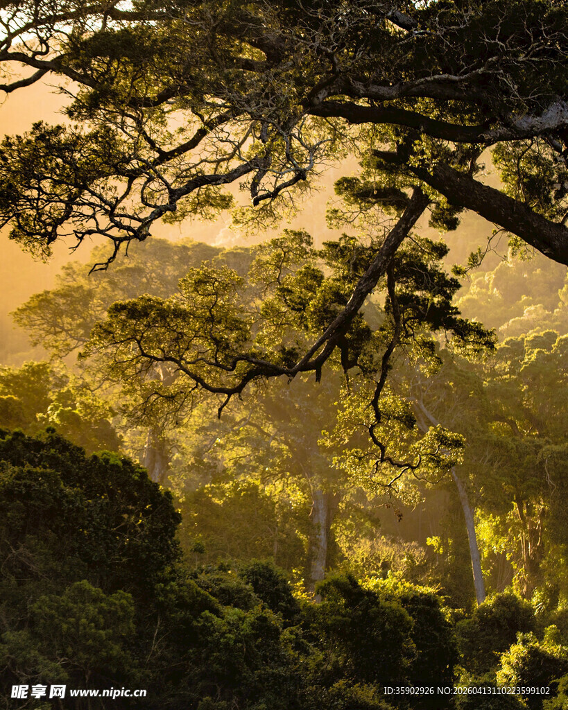 晨光中的森林美景