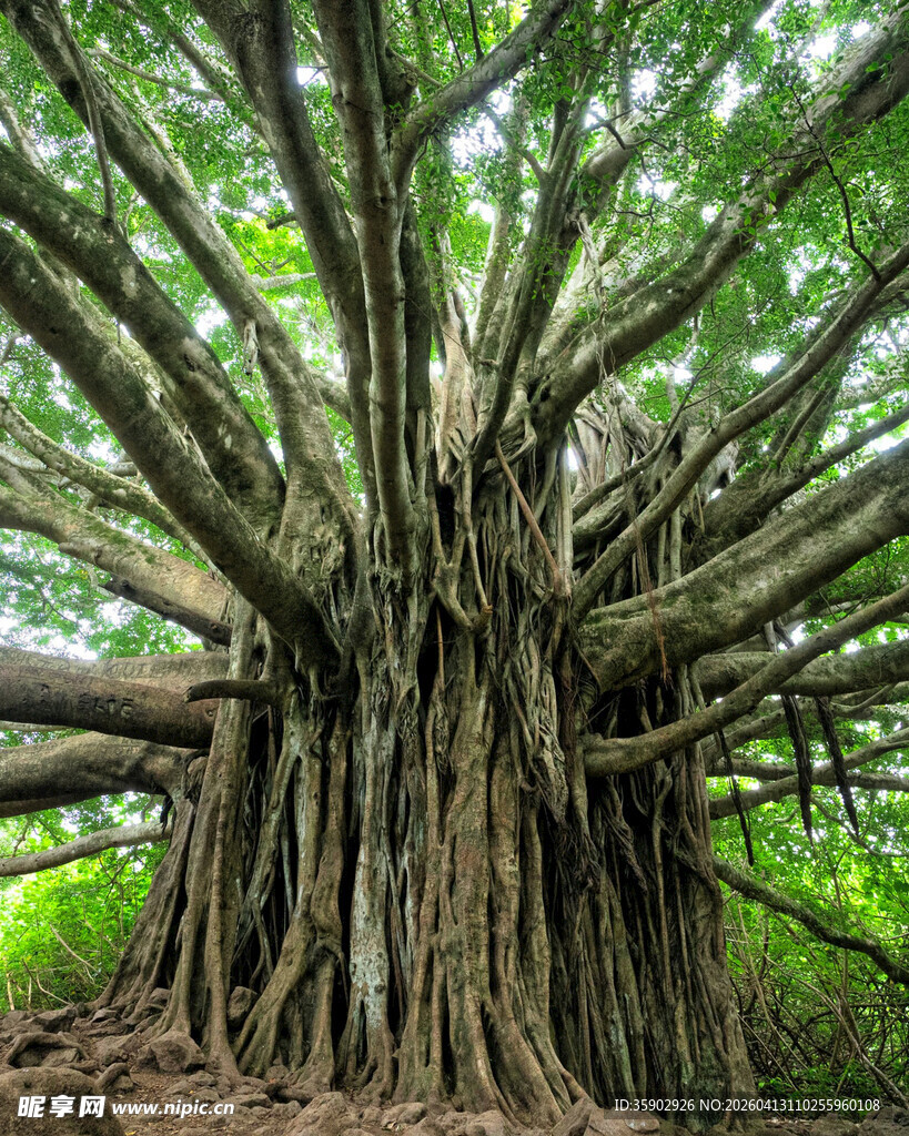 巨大榕树根须盘错景象