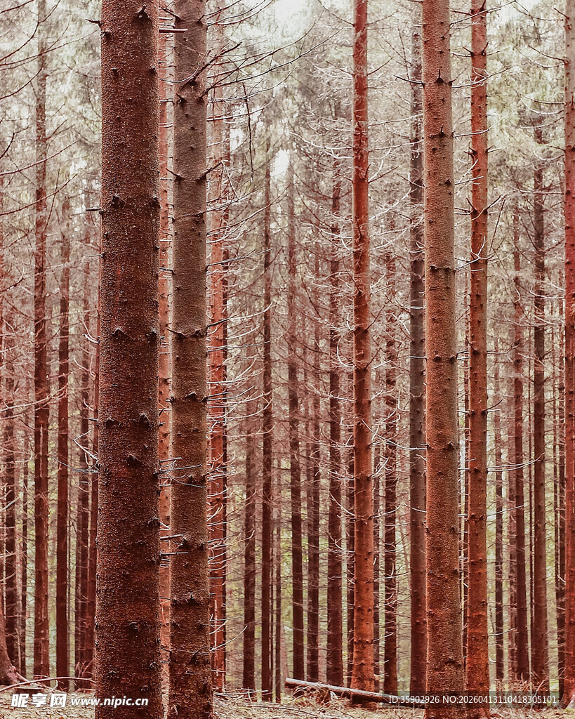 挺拔红松树林景观