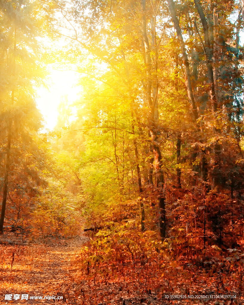 秋日林间阳光洒落美景