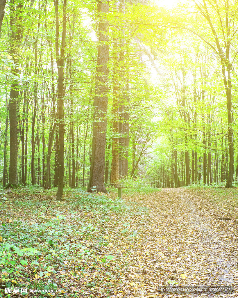 阳光照耀下的林间小径