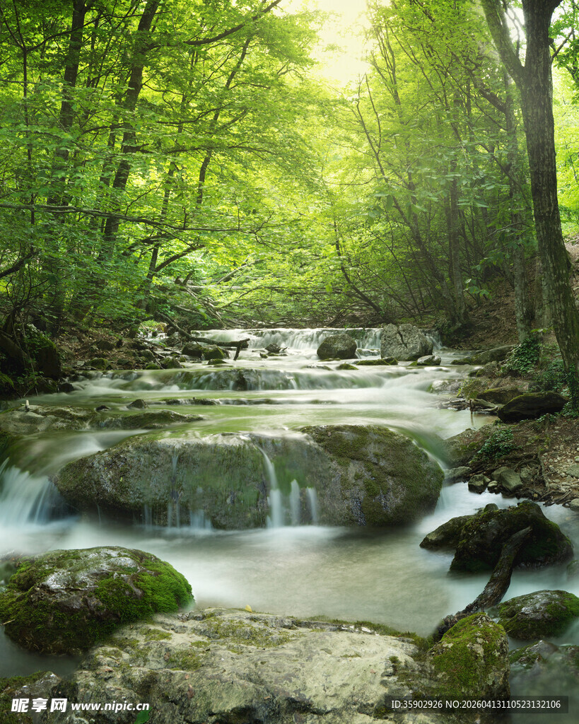 林间溪流自然清新之景