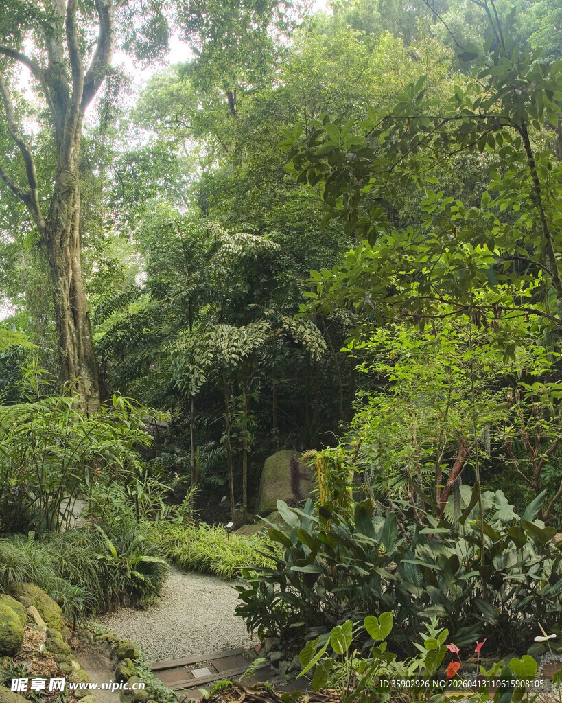 林间幽径绿意盎然的自然景
