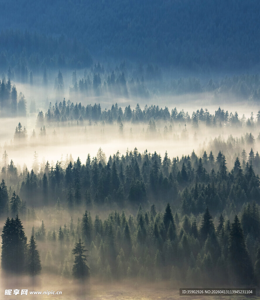 晨雾中的森林美景