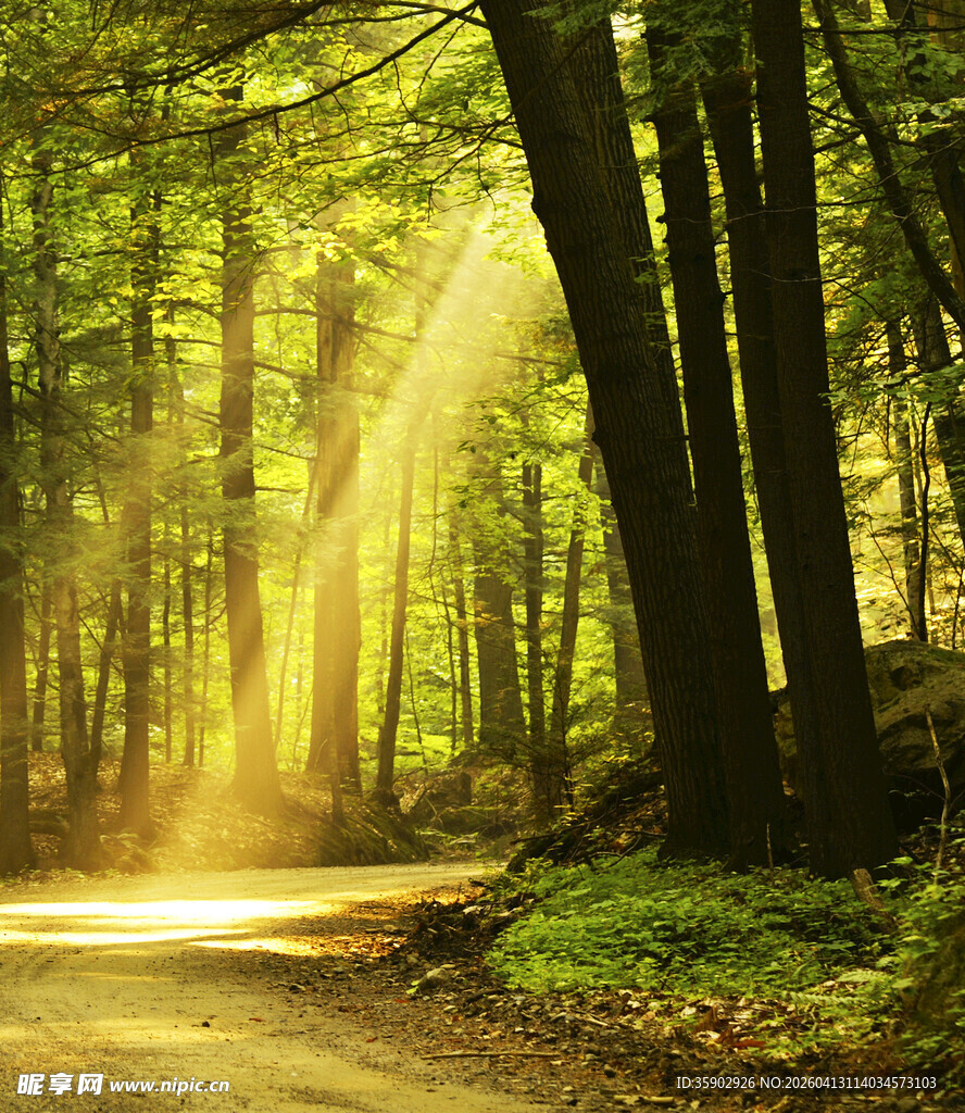 林间阳光洒落的静谧小道