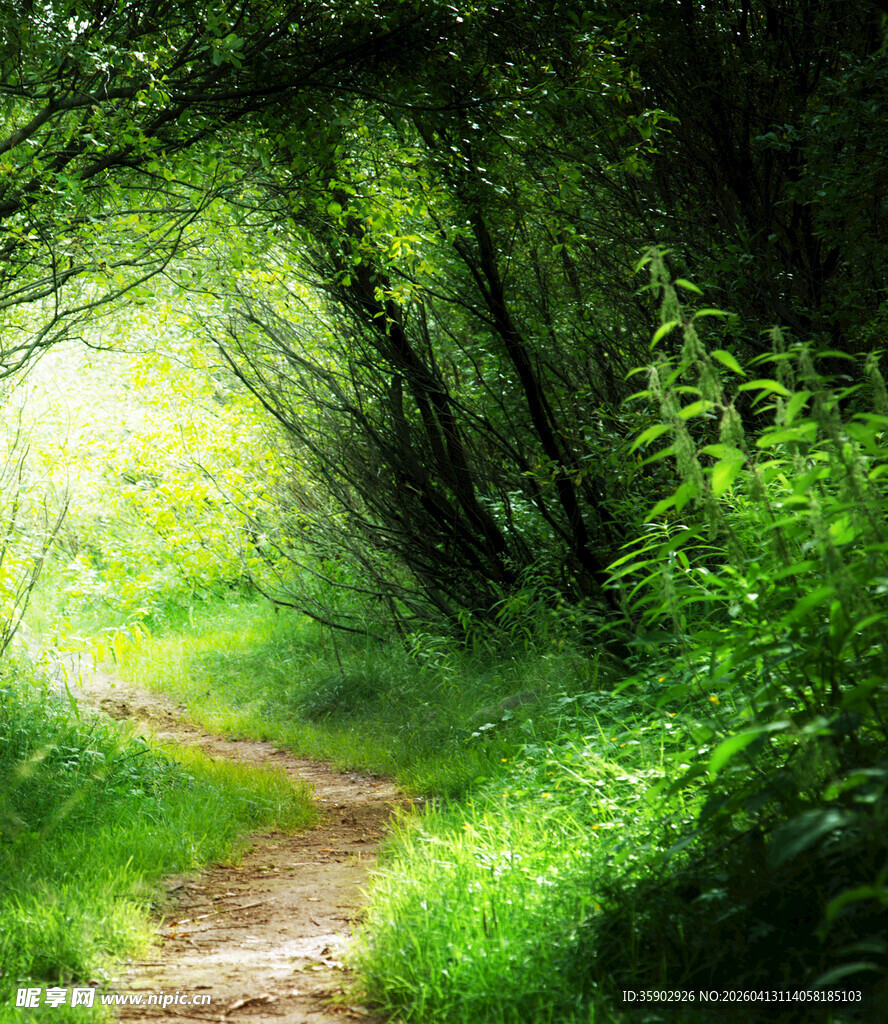 林间小道绿意盎然的自然景
