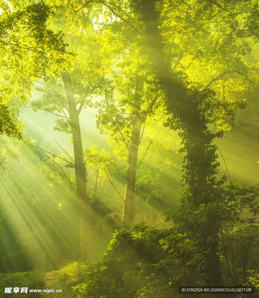 林间晨光洒下的静谧美景