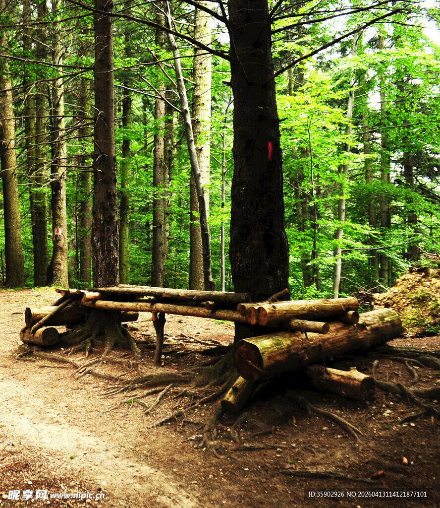 森林中天然原木长椅