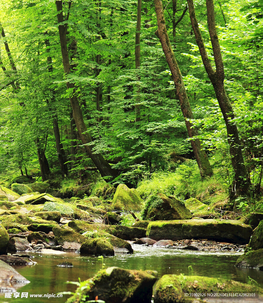 森林中的潺潺溪流