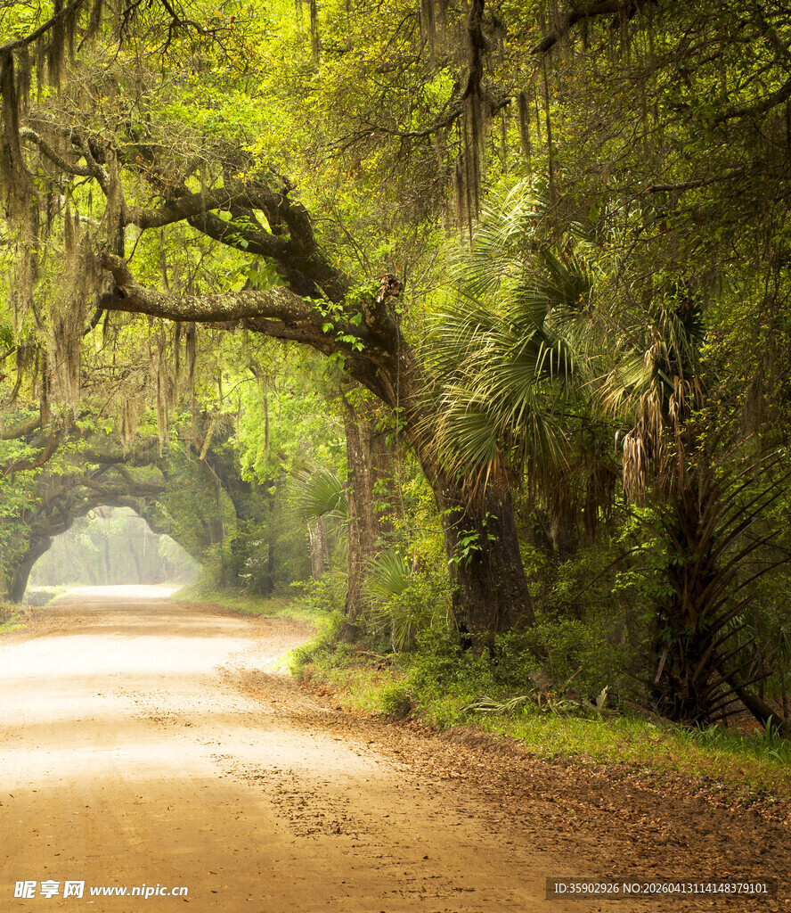 林间幽径绿意盎然的自然景