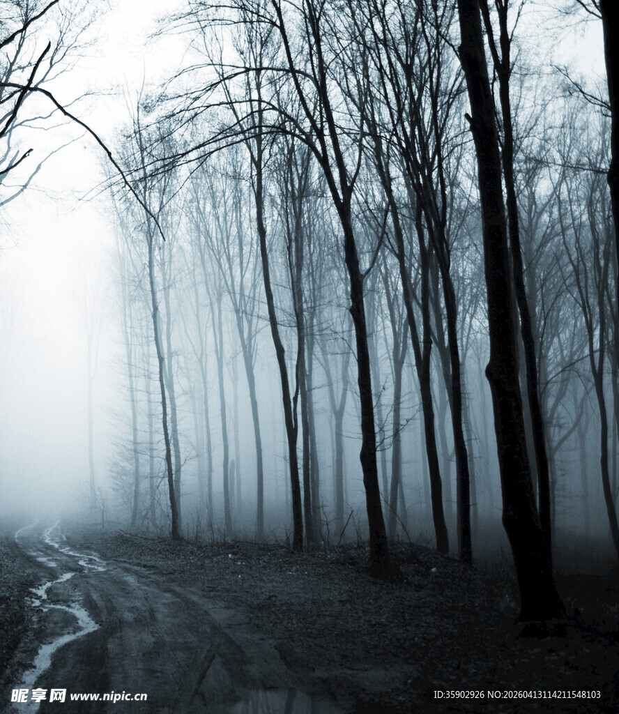 迷雾笼罩的静谧林间小道