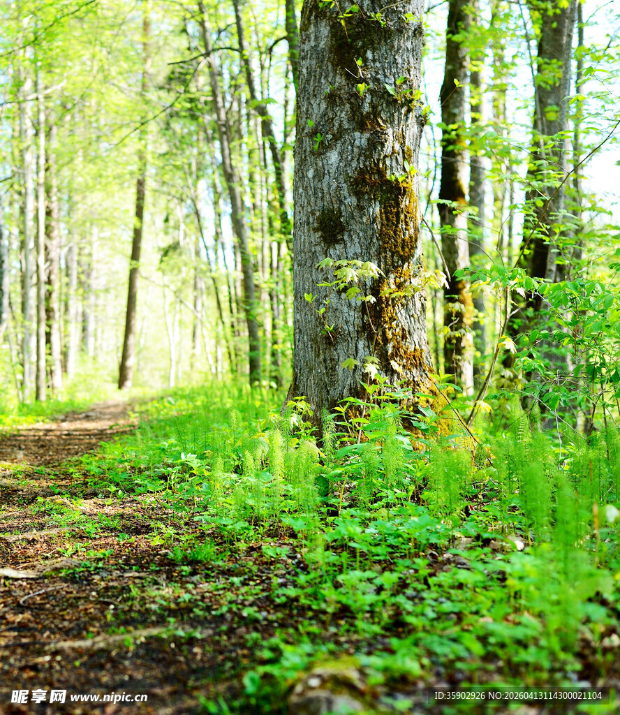 林间小径绿意盎然的自然景