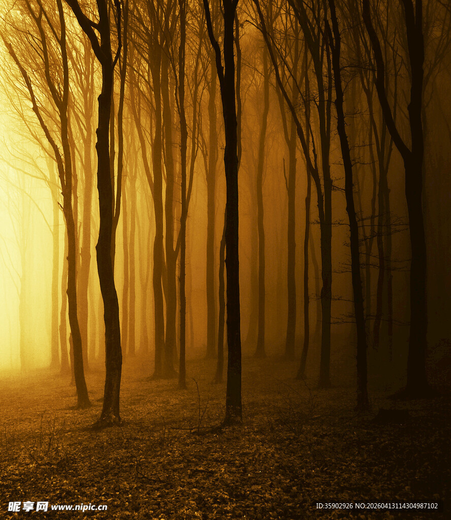 黄昏迷雾中的静谧树林