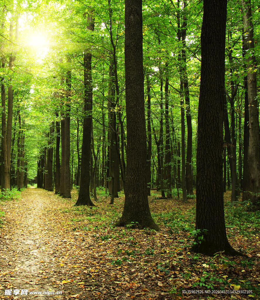 阳光洒落的静谧林间小道