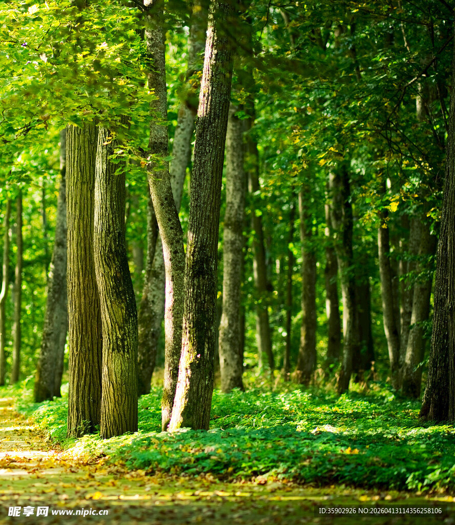 夏日葱郁森林美景