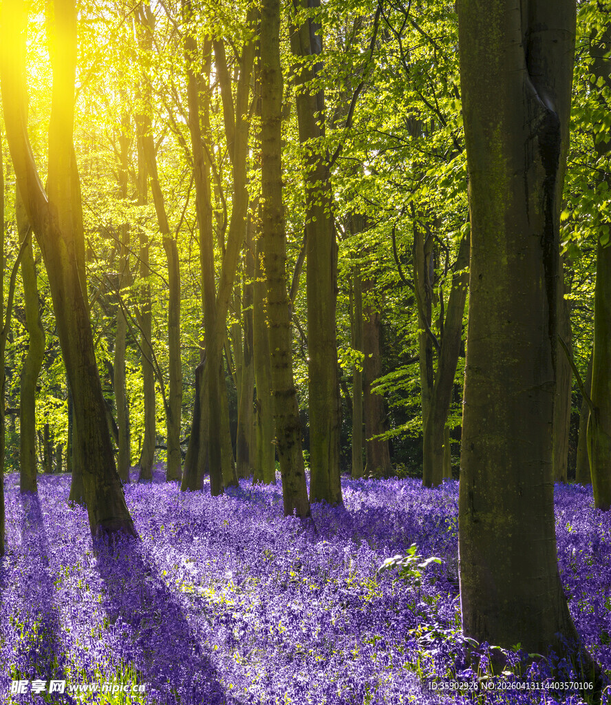 阳光照耀下的紫色森林花海
