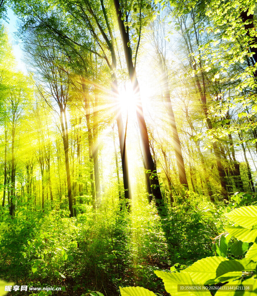 阳光穿透森林的美丽景象