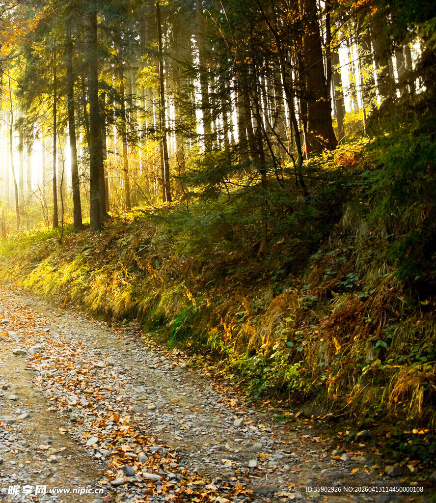 秋日林间小道阳光洒落
