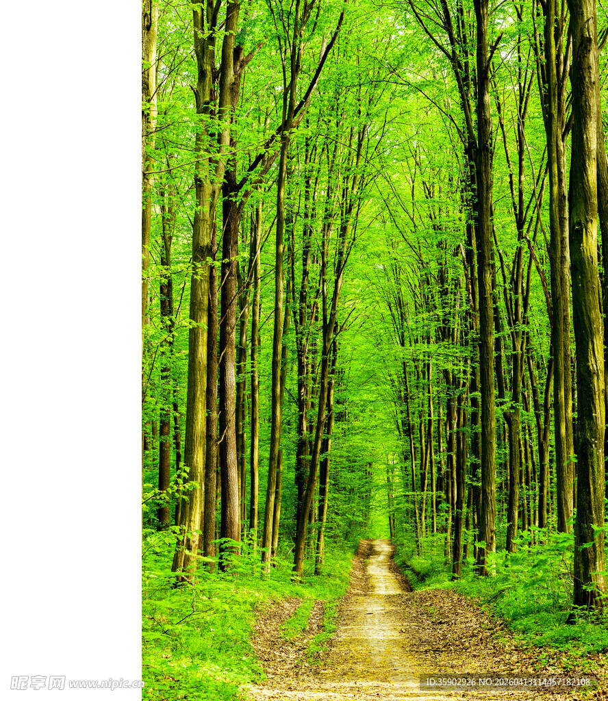 林间小径绿意盎然的森林