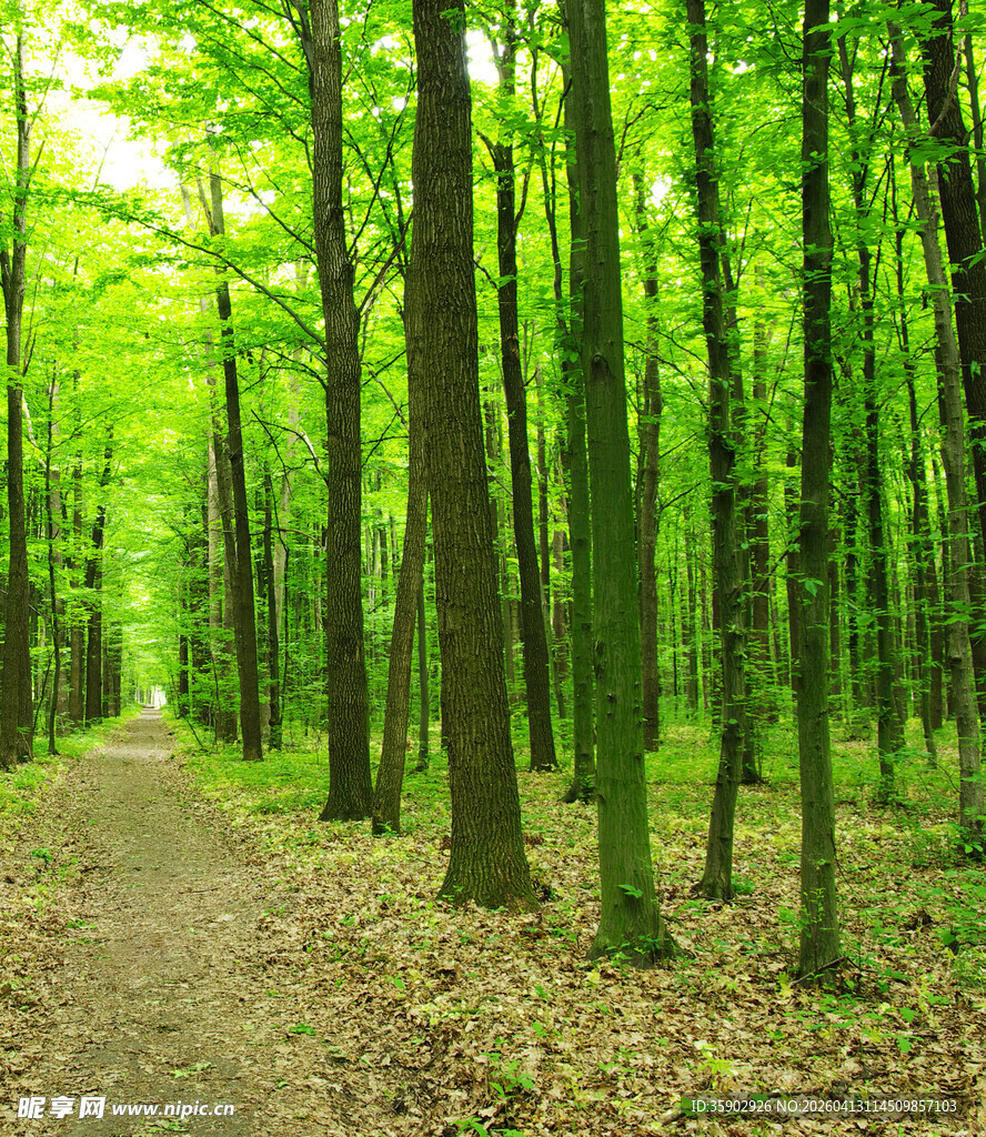 林间小径绿意盎然的森林