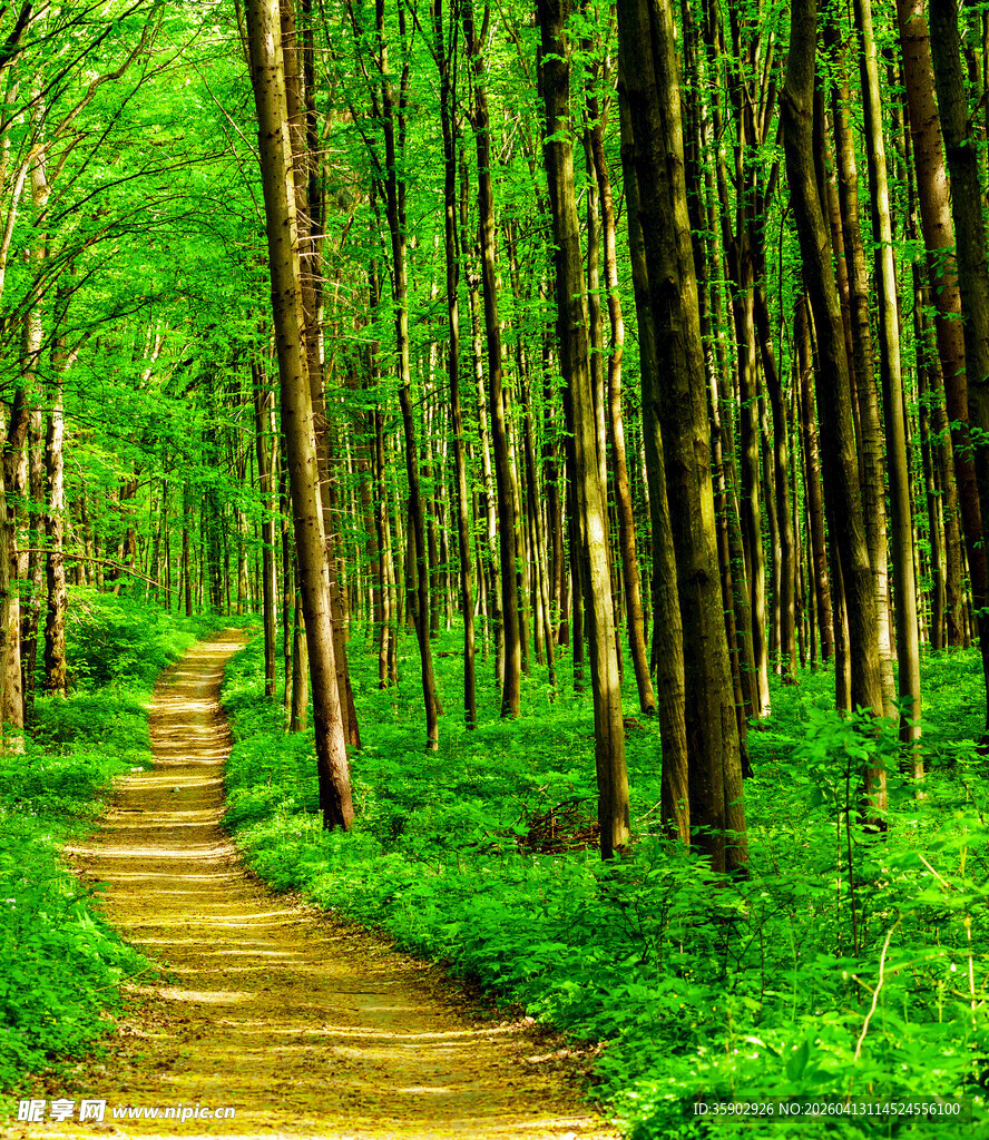 林间小径绿意盎然的自然路