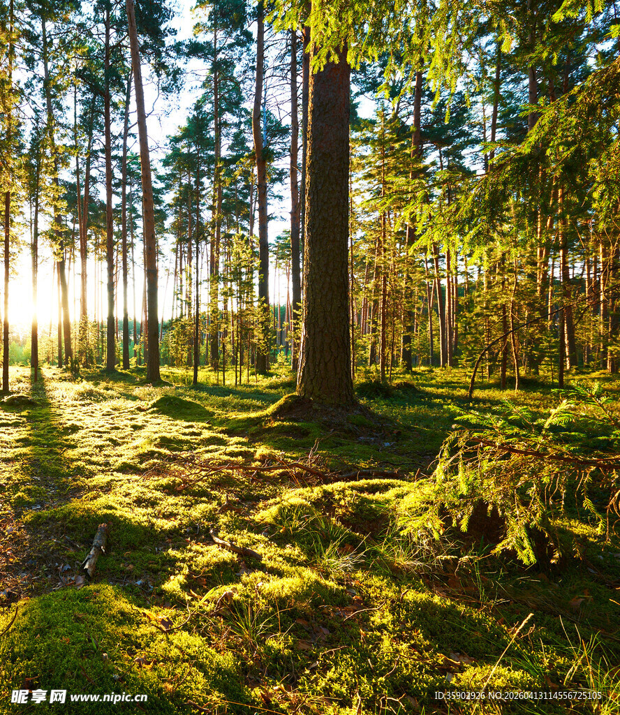 阳光洒落的静谧森林